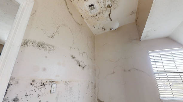 Best Mold Prevention Services  in Hanscom Af, MA