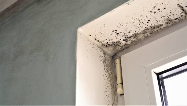  Hanscom Af, MA Mold Removal Pros