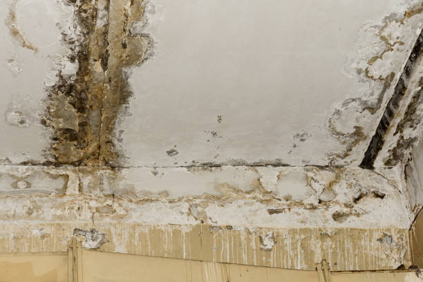 Best Forensic Mold Investigation  in Hanscom Af, MA