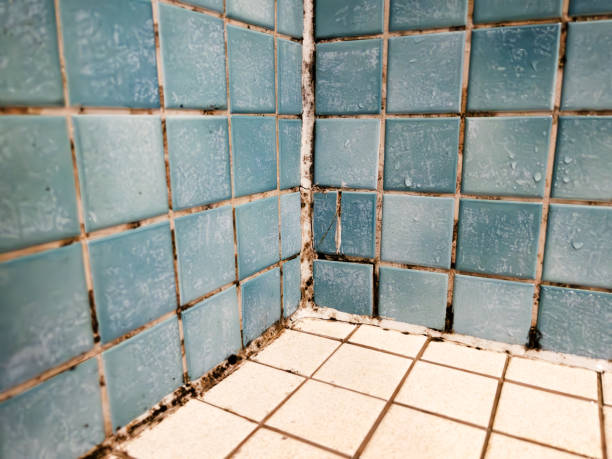 Professional Mold Removal in Hanscom Af, MA