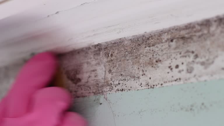 Best Black Mold Removal  in Hanscom Af, MA